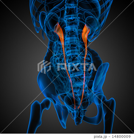3d render medical illustration of the ureter 14800009