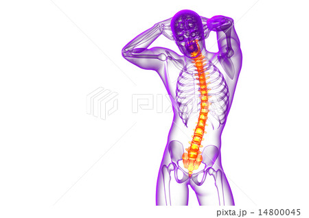 3d render medical illustration of the human spine 3d render medical illustration of the human spine 14800045