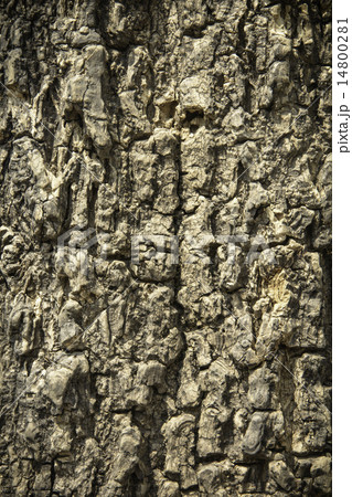 Bark Tree Bark Tree 14800281