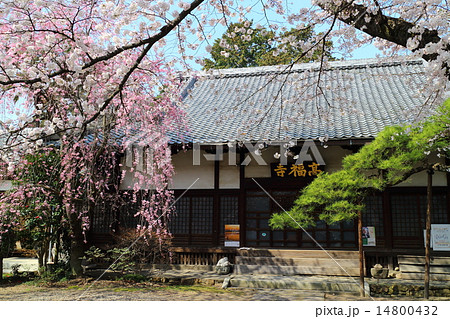 春の髙福寺 14800432