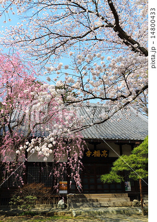 春の髙福寺 春の髙福寺 14800433