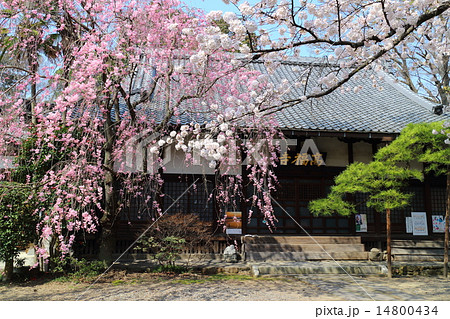 春の髙福寺 14800434
