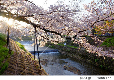 佐保川の川路桜（奈良） 14800477