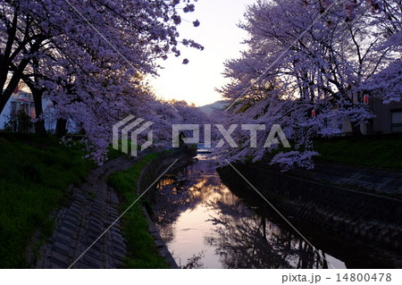 佐保川の桜並木（奈良） 14800478