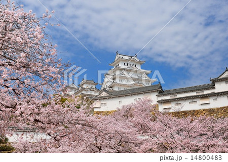 姫路城と桜 姫路城と桜 14800483