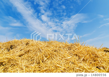 heap of golden straw under blue sky 14800556