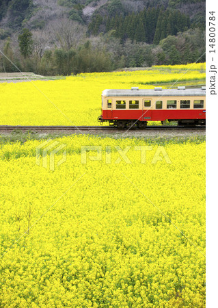 小湊鐵道と菜の花 14800784
