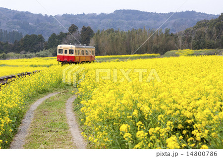 小湊鐵道と菜の花03 小湊鐵道と菜の花03 14800786