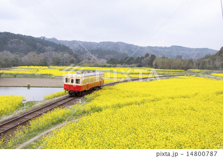 小湊鐵道と菜の花04 小湊鐵道と菜の花04 14800787