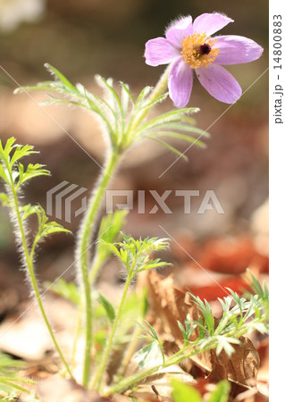 おきな草 14800883