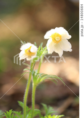 おきな草 14800884