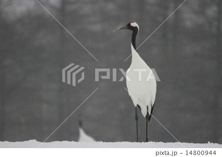 丹頂 丹頂 14800944