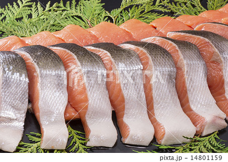 鮭 鮭 14801159