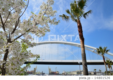ベイサイドモールの桜 ベイサイドモールの桜 14801526
