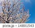 アイスブルースカイ／桜満開 14801543