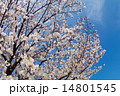 桜満開　アイスブルースカイ　青空 14801545