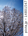 桜満開（縦写真）アイスブルースカイ 14801547