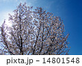 桜満開（アイスブルースカイ） 14801548