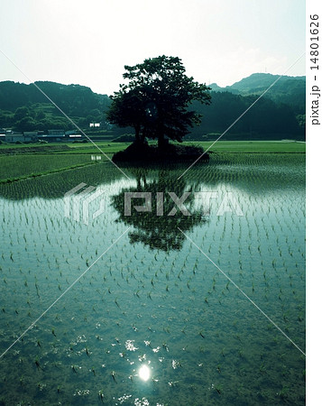 ６月 14801626