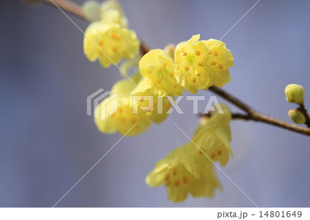 日向みずきの花の写真素材