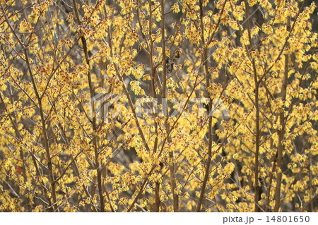 まんさくの花 14801650