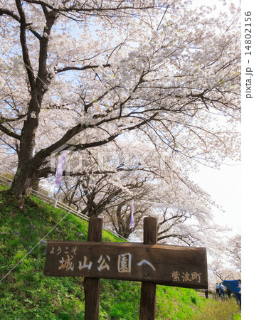 城山公園（紫波町）の桜 14802156