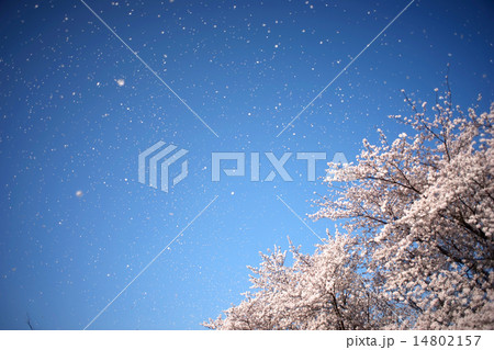 桜吹雪 桜吹雪 14802157
