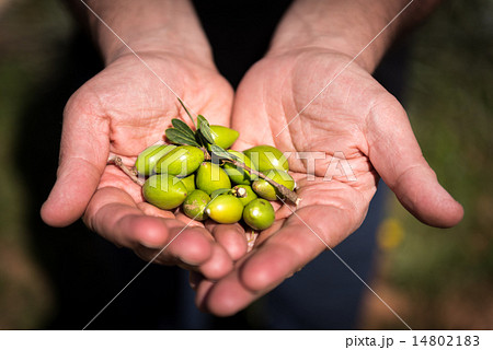 Fresh Argan fruit picked up from a tree Fresh Argan fruit picked up from a tree 14802183