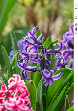 ヒヤシンス 14802188