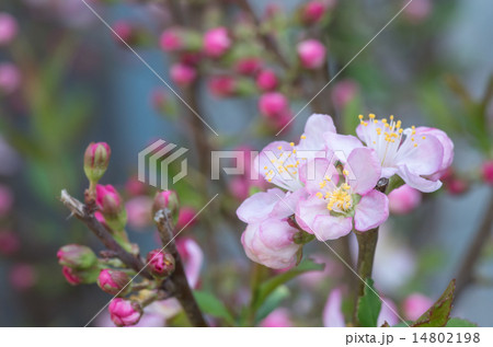 庭梅 庭梅 14802198