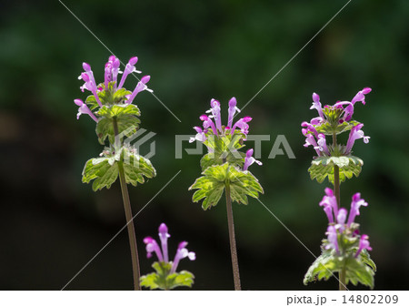 ホトケノザ 14802209