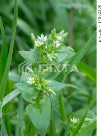 コハコベ 14802230