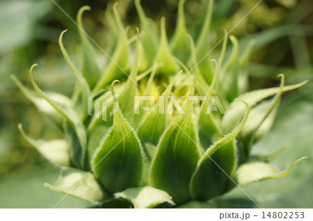 ひまわりの蕾 ひまわりの蕾 14802253