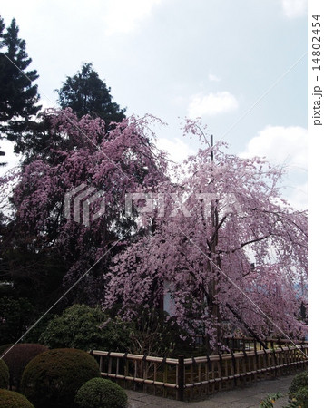 金剛寺の枝垂れ桜 14802454