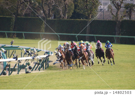 競走馬とハト 競走馬とハト 14802503