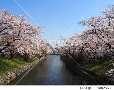 羽村の堰の桜の写真素材