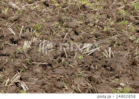 田起こし 14802858