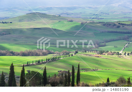 イタリア　トスカーナの田園風景 14803190