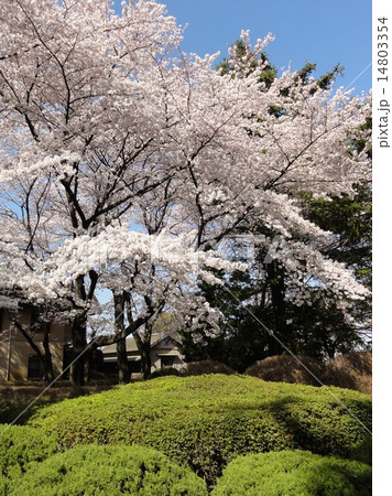 庭園の桜 庭園の桜 14803354