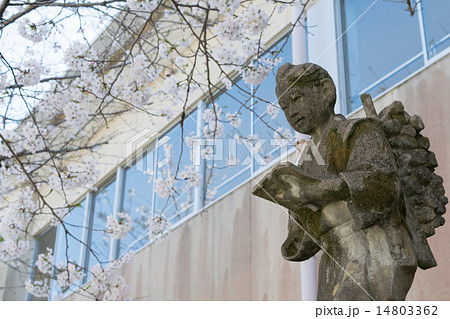 二宮金次郎像と桜１１の写真素材