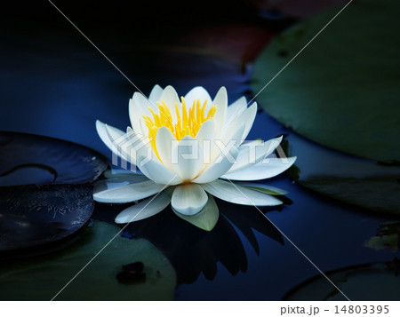 白い蓮の花 白い蓮の花 14803395