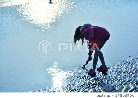 三番瀬の潮干狩り 三番瀬の潮干狩り 14803450