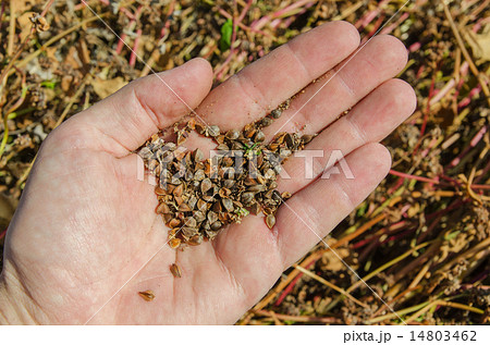 buckwheat in hand over field buckwheat in hand over field 14803462