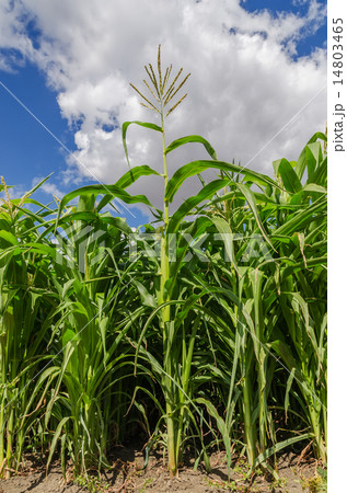 green maize in field 14803465