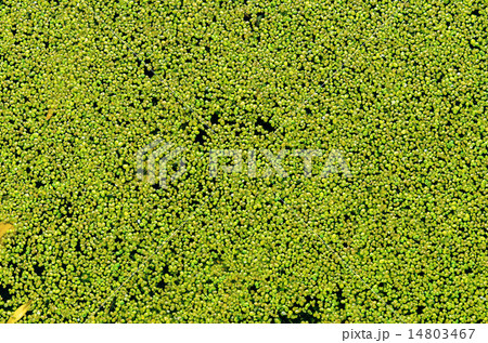 green duckweed on water as background 14803467