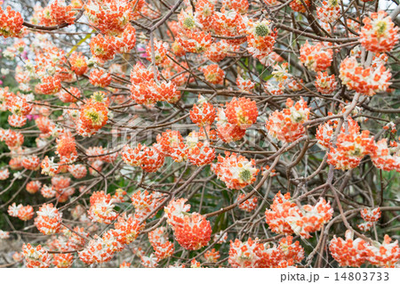 ミツマタ(アカバナミツマタ)5 ミツマタ(アカバナミツマタ)5 14803733