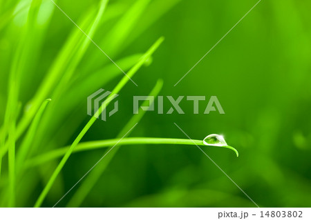 Water Drop on Grass Blade with Sparkle  Water Drop on Grass Blade with Sparkle  14803802