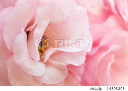 Romantic pink pure eustoma background Romantic pink pure eustoma background 14803803