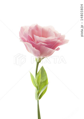 Pure pink eustoma isolated on white background Pure pink eustoma isolated on white background 14803804