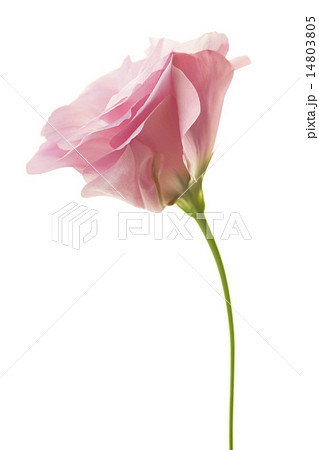 Fresh pink minimalistic eustoma isolated on white Fresh pink minimalistic eustoma isolated on white 14803805